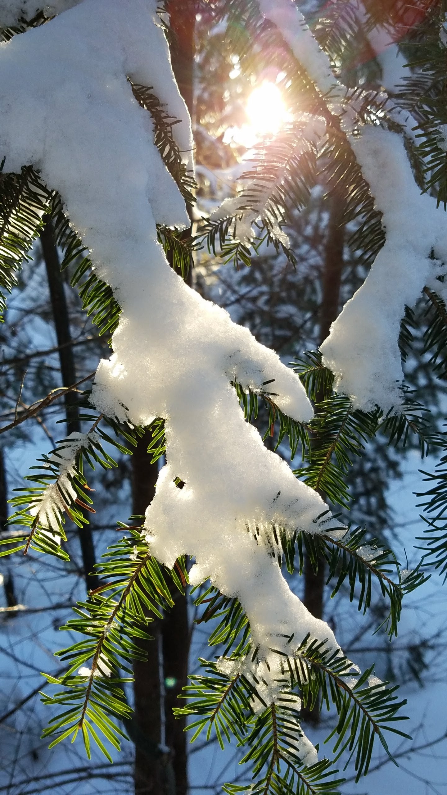 20180107_balsam-branch-with-snow-and-sunlight-vertical