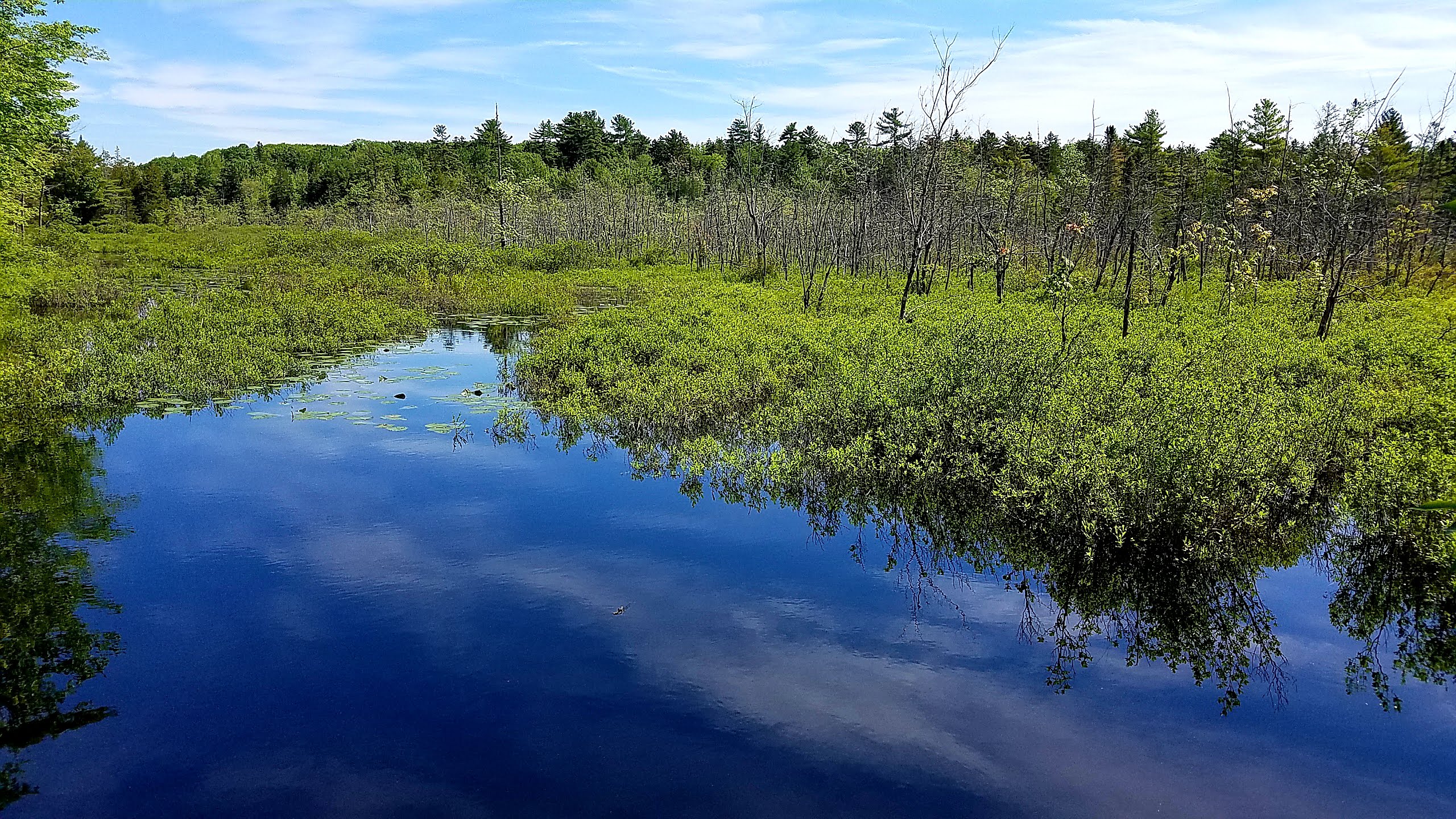 20190622_Oak-Hill-wetland-blue-sky-reflection