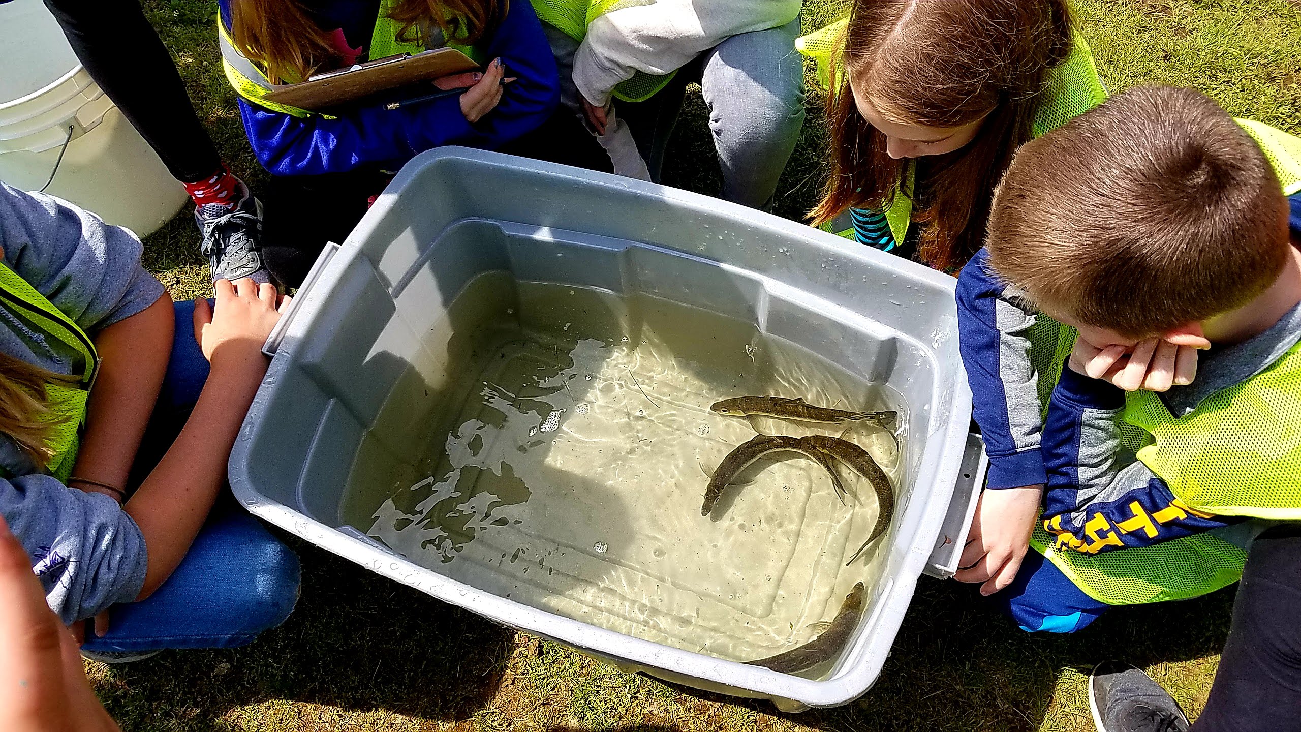 20190604_students-looking-at-alewife-in-tank