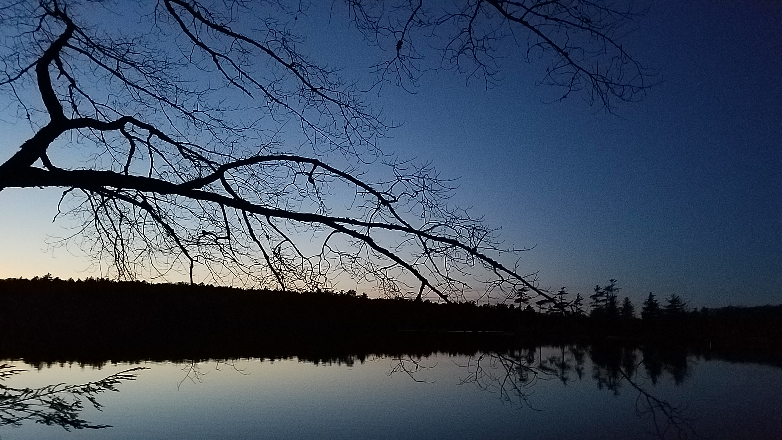 20191109_maple-silhouette-over-pond