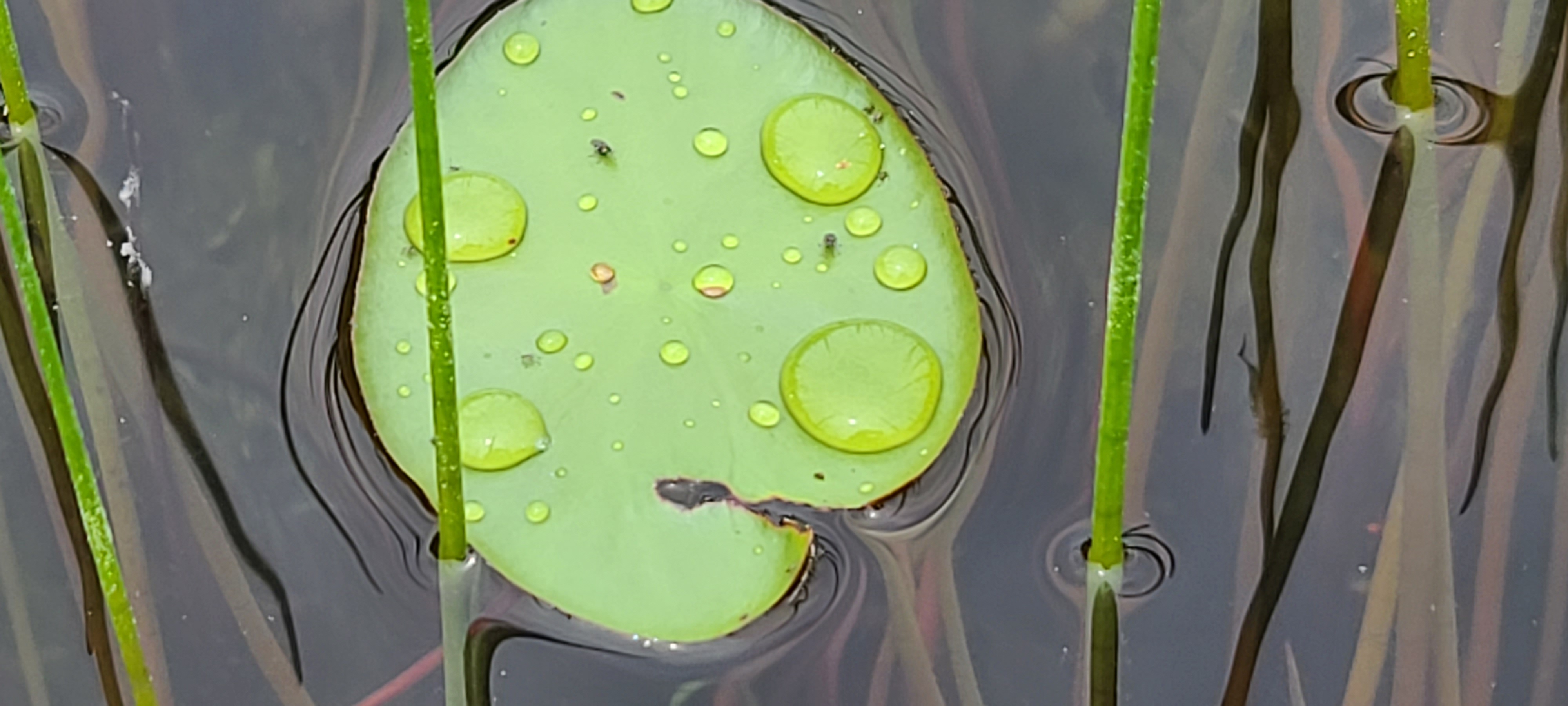 Watershield-with-droplets-June-22-2021