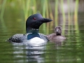 1_ELN-adult-with-chick-alongside-frontview-July-19-2021-RY