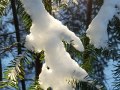 20180107_balsam-branch-with-snow-and-sunlight-vertical