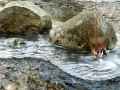 20190115_2-boulders-with-ice-island-in-stream-scenic