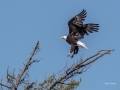 Adult-bald-eagle-landing-in-SP-pine-June-12-2021-RY