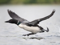 Unbanded-intruder-on-EL-taking-off-July-15-2021-RY