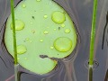 Watershield-with-droplets-June-22-2021