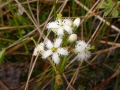 bogbean