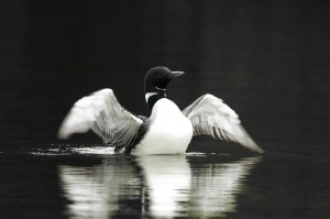 loon5