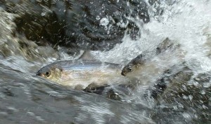 alewives(doug watts)2a