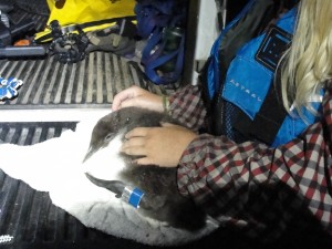 Loon Banding_7_12 010