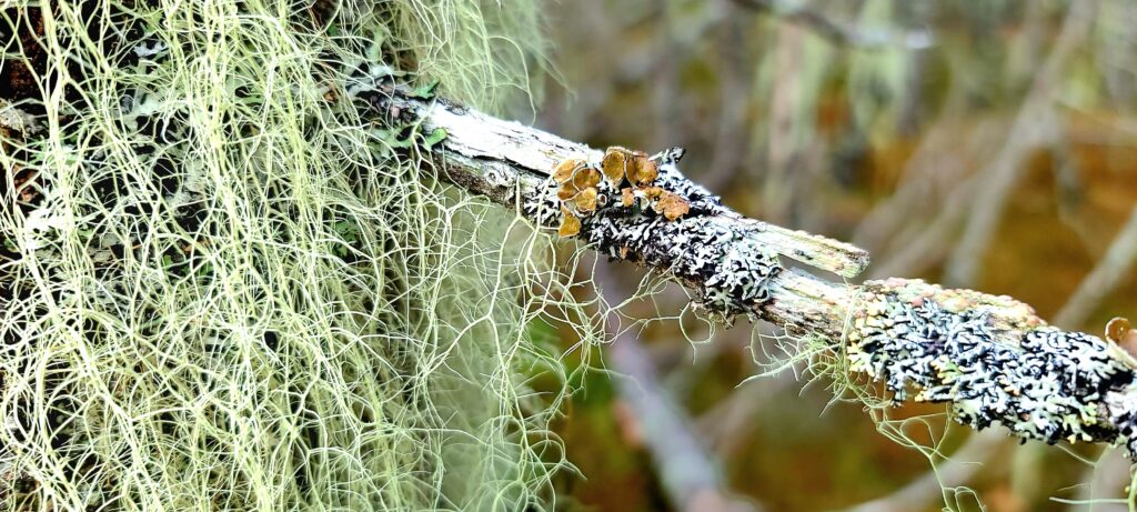 showing multiple types of lichen growing on a tree