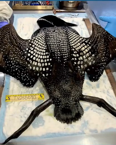 loon necropsy