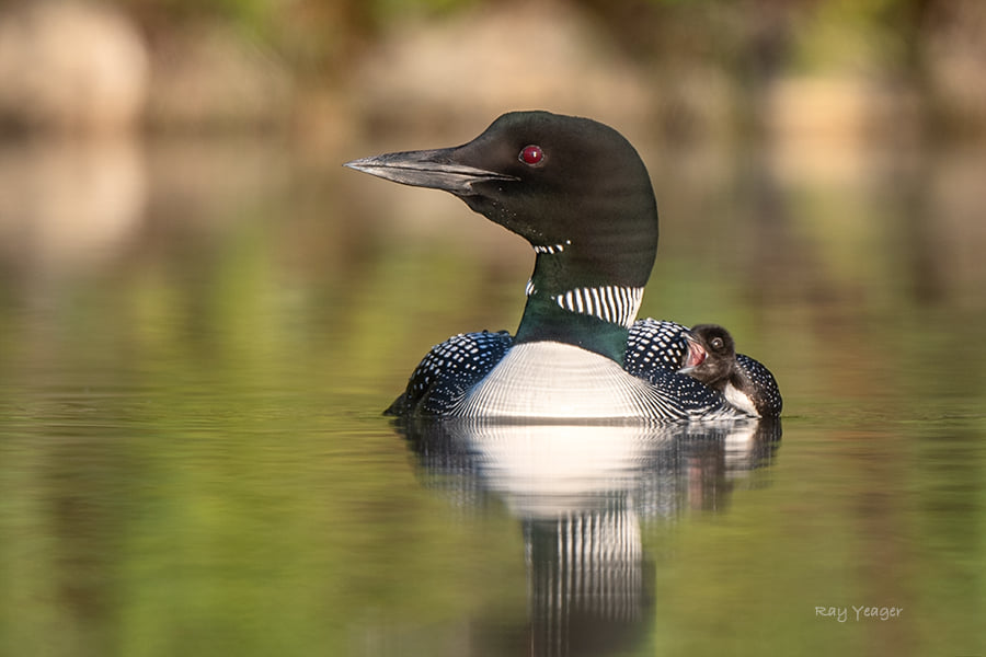 Somes Pond Loons 2021