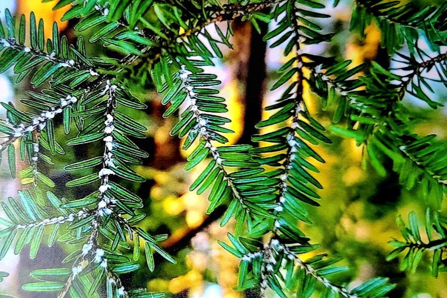 Branch infested with Hemlock Woolly Adelgid