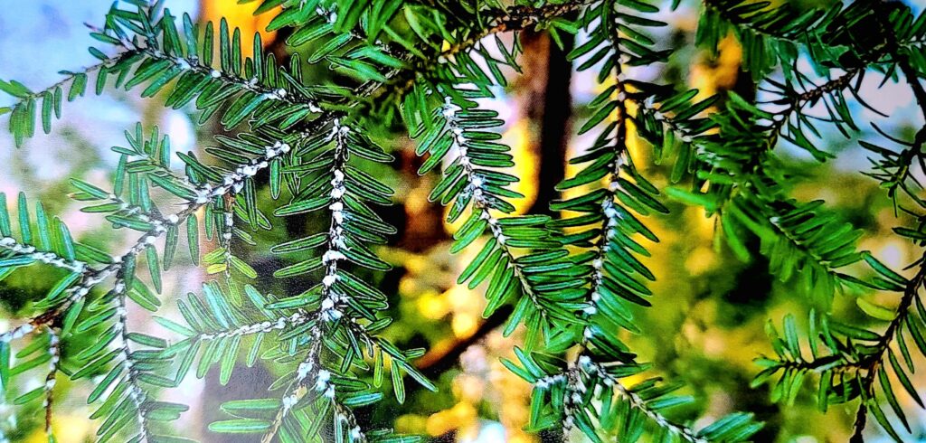 A heavily HWA infested branch showing many white, wool-like coverings of the adult insect, October 29th, 2024