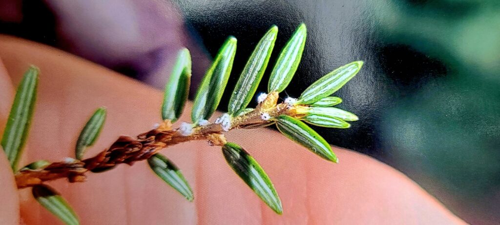 Close-up view of the underside of a hemlock branch with characteristic 2 stripes on each needle and attached adelgid insects, October 29th, 2024