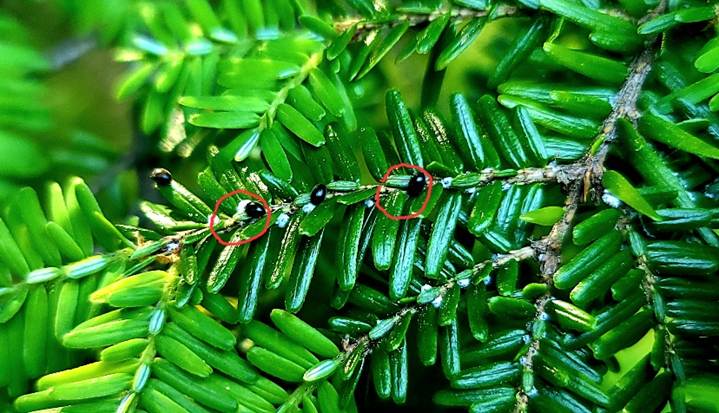 Predatory beetles, some circled in red, attacking individual Hemlock Woolly Adelgid on infested branches.
