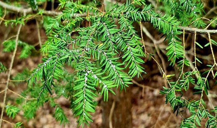 a heavily infested hemlock branch (white, fuzzy coverings of female adelgids on stems)