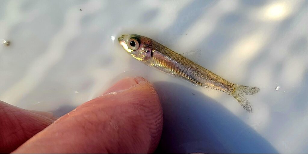 Juvenile alewife, July 23rd 2025