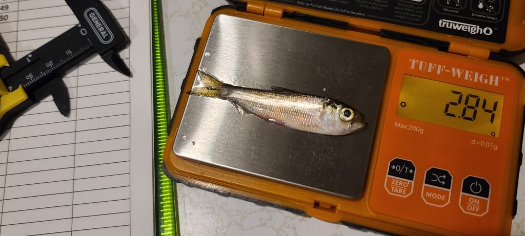 Outbound migrating juvenile alewife being weighed, December 17th 2024