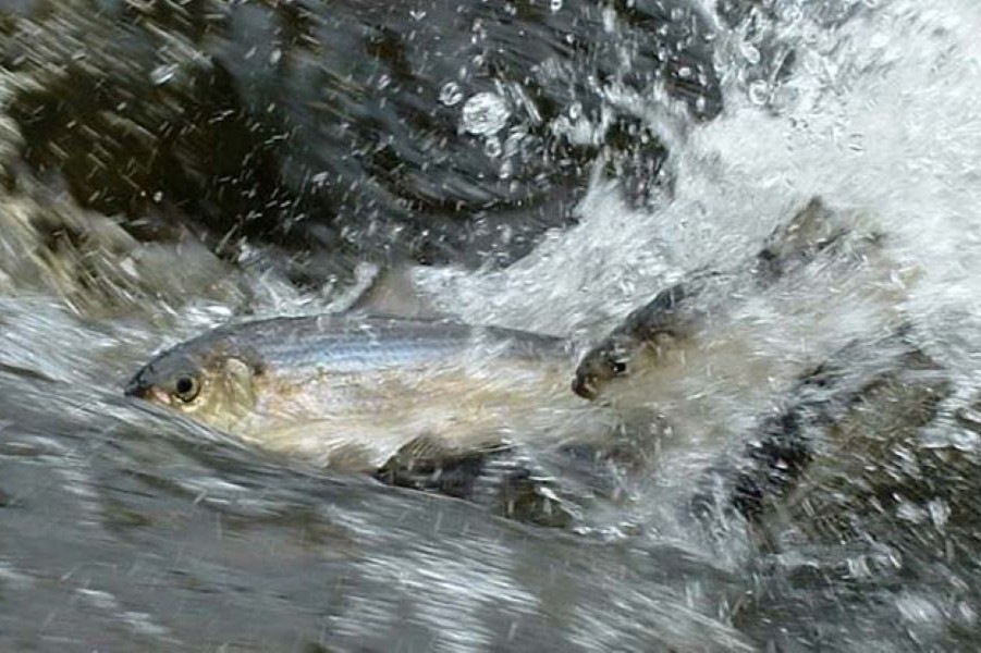 alewives swimming