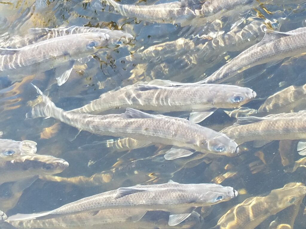 inbound alewife school below the Somesville Mill Pond, May 20th 2017