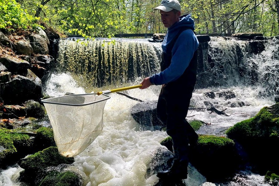 Rusty Taylor rounding up alewife below the 2nd dam spillway, May 21st, 2025.