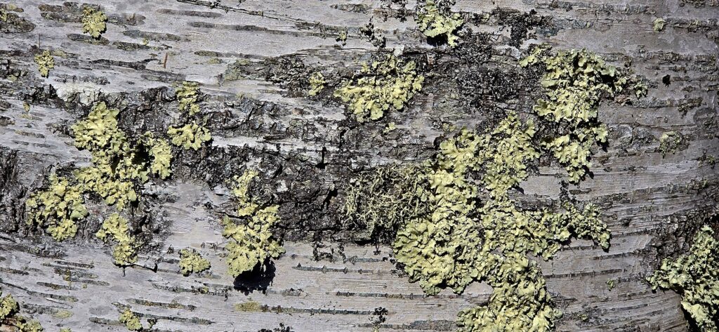 lichen on birch