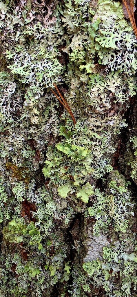 lichen on hemlock